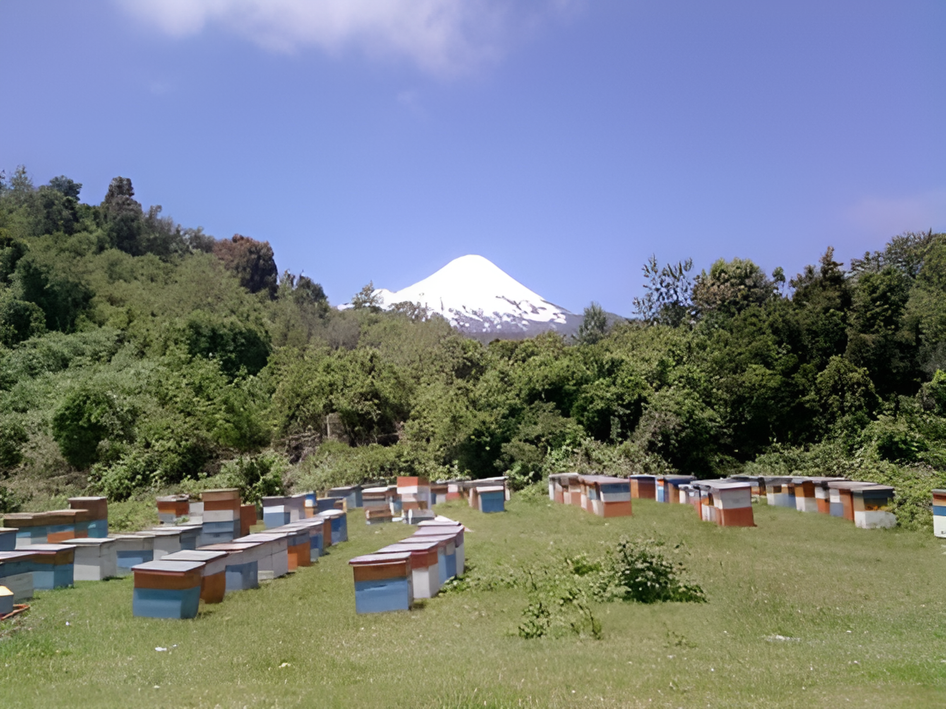Nuestras colmenas a orillas del volcán Osorno (Año 2016)